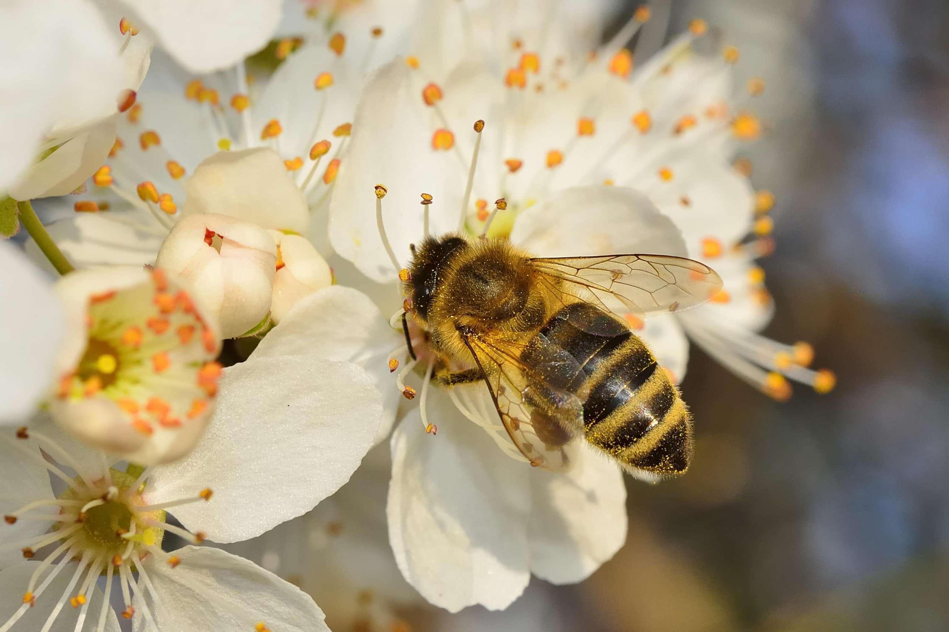 Biene Beim Pollen Sammeln