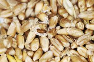 Befall mit Schadinsekten