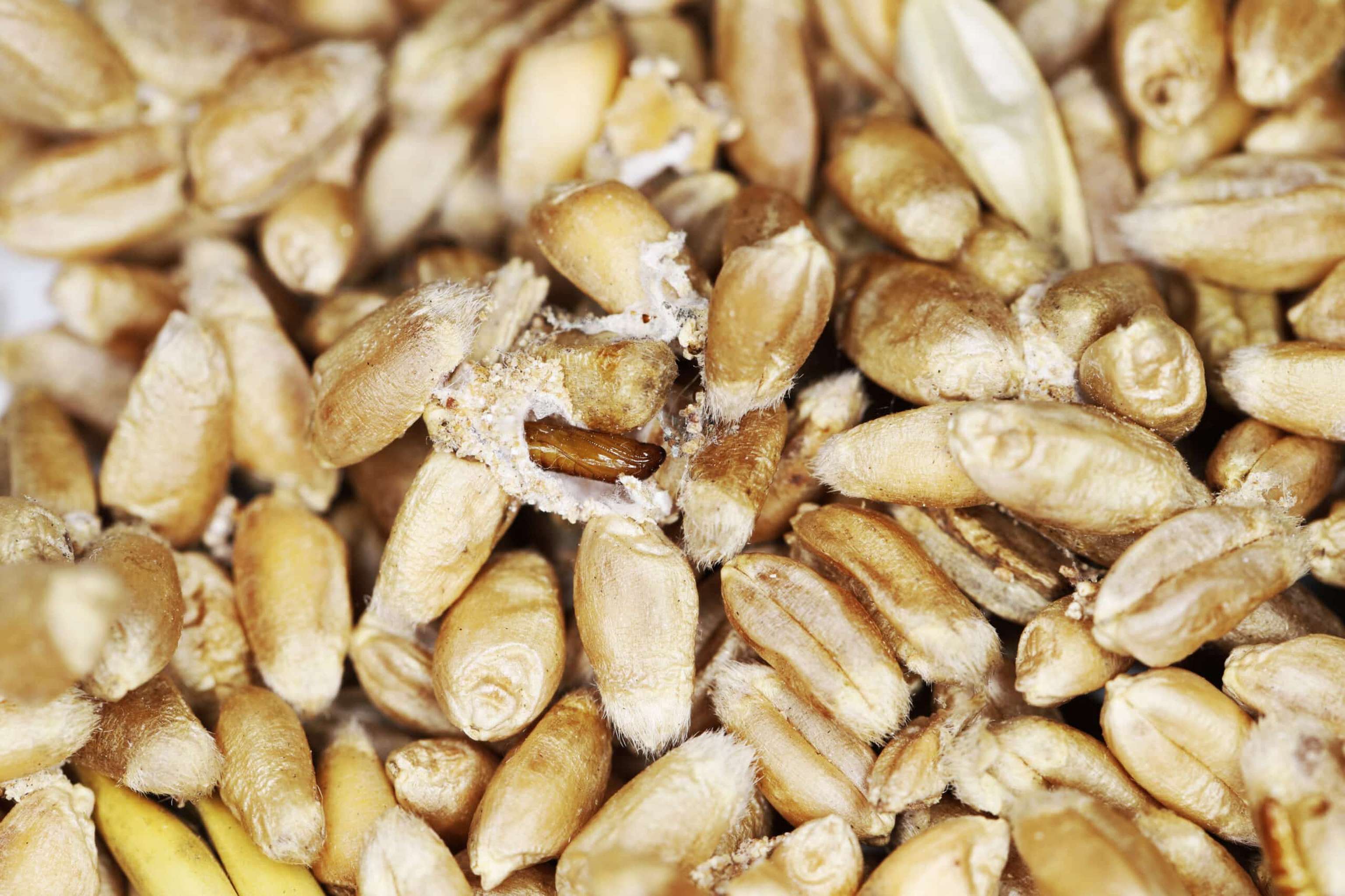 Befall mit Schadinsekten