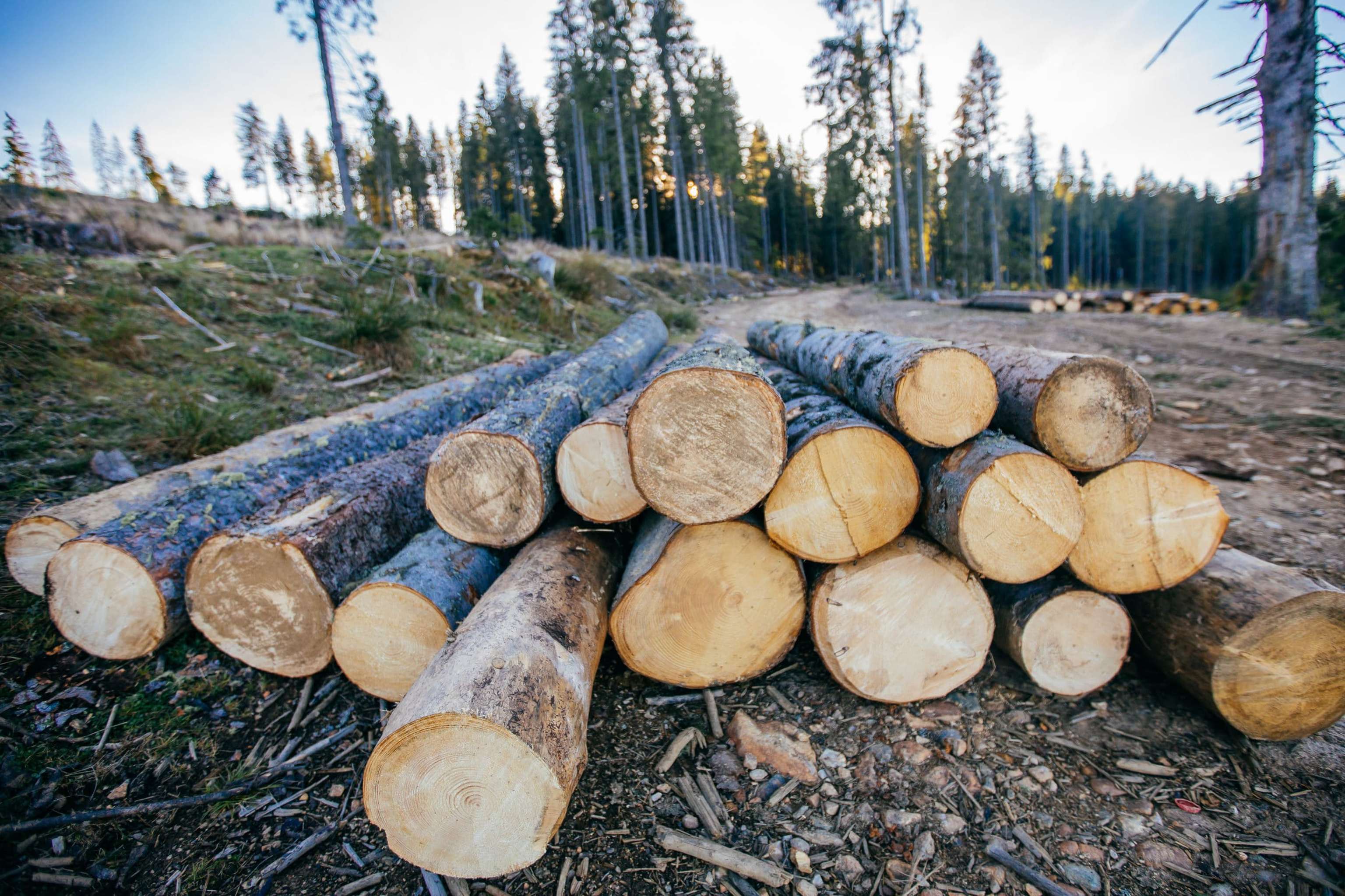 Pile Of Wood Near A Forest. Representative Image For Illegal Logging Around The World.