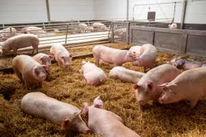 Schweinehaltung