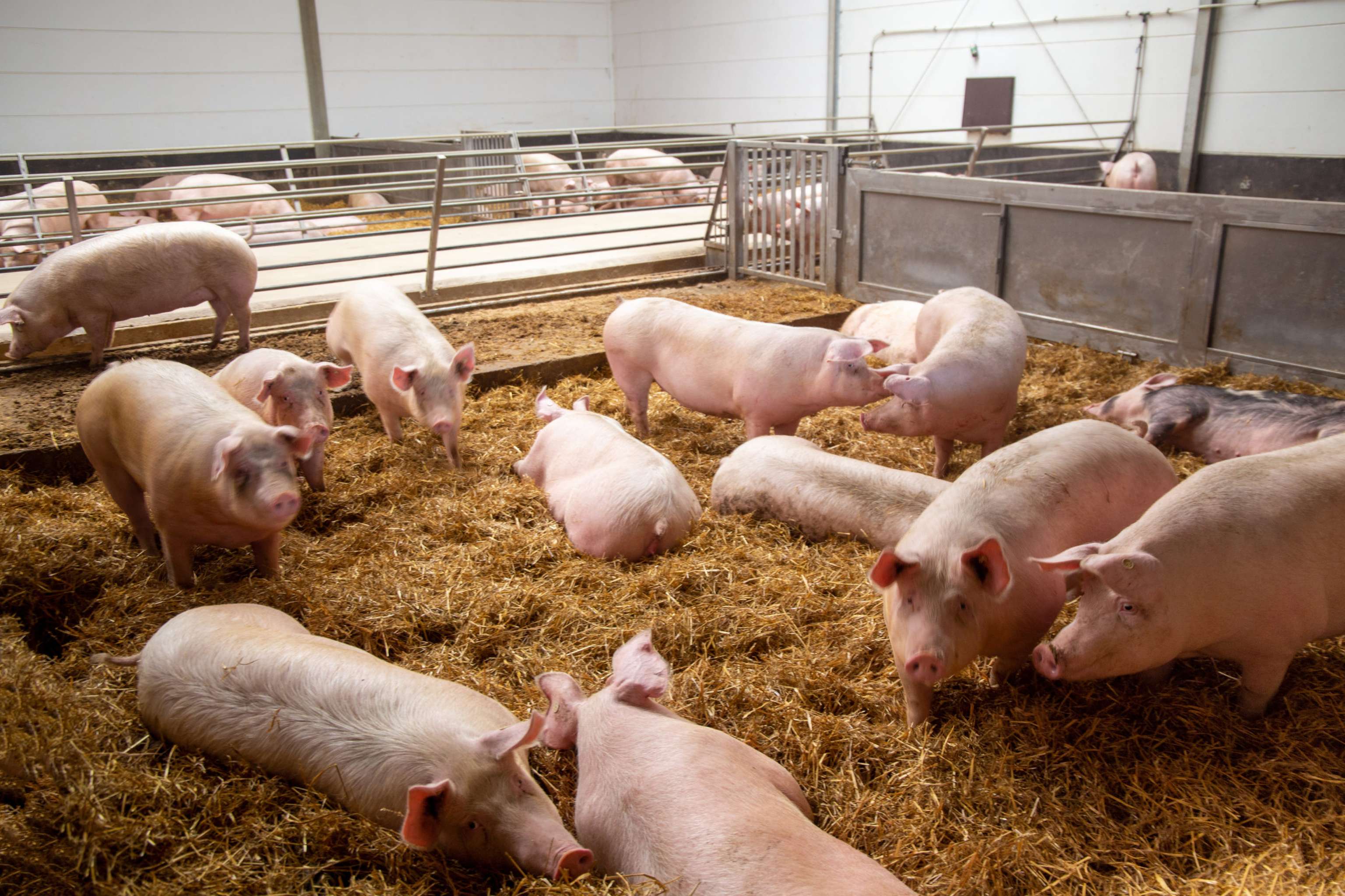 Schweinehaltung