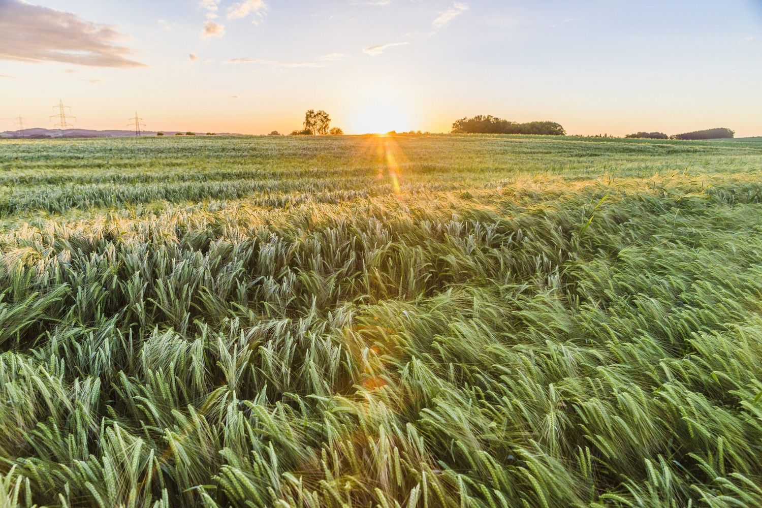 Feld