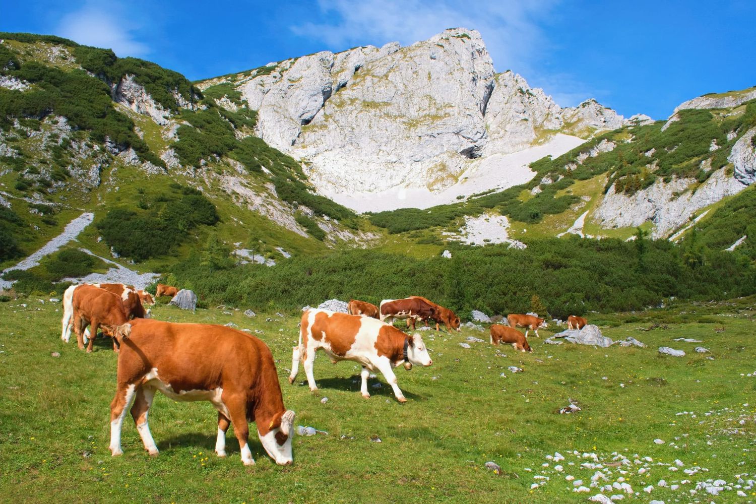 Kalbinnen auf der Weide
