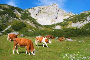 Kalbinnen auf der Weide