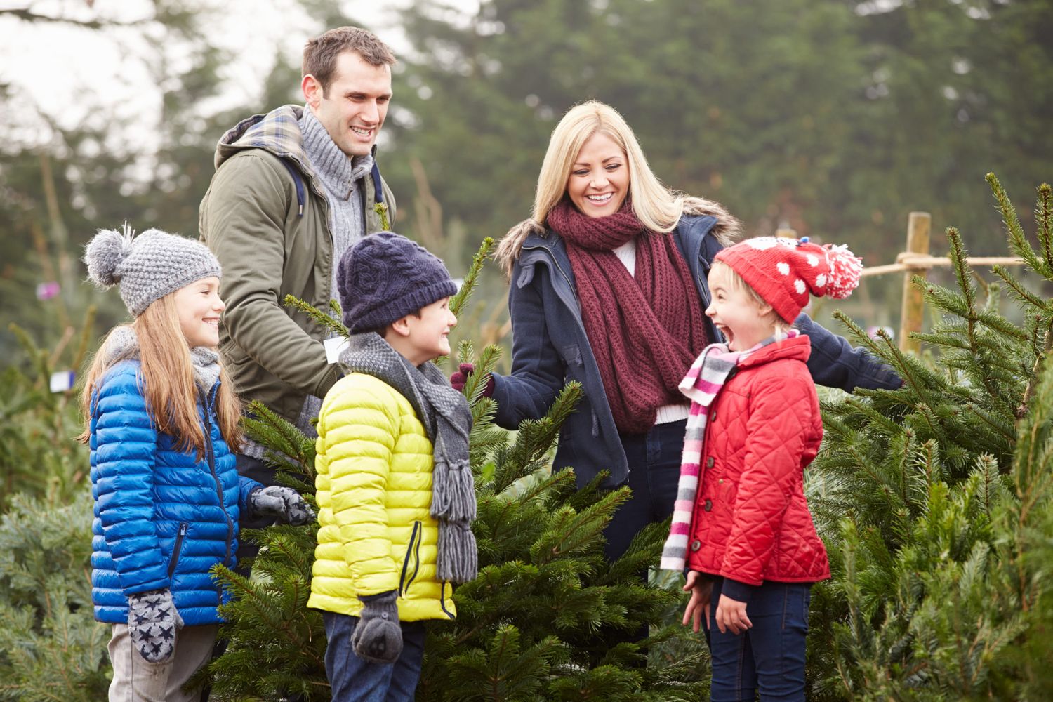 Heimischen Christbäume sind ein aktiver Beitrag zum Klimaschutz.