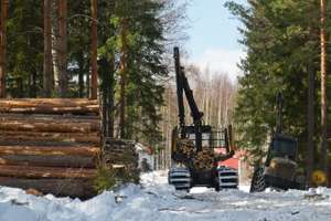 Forest Felling Works
