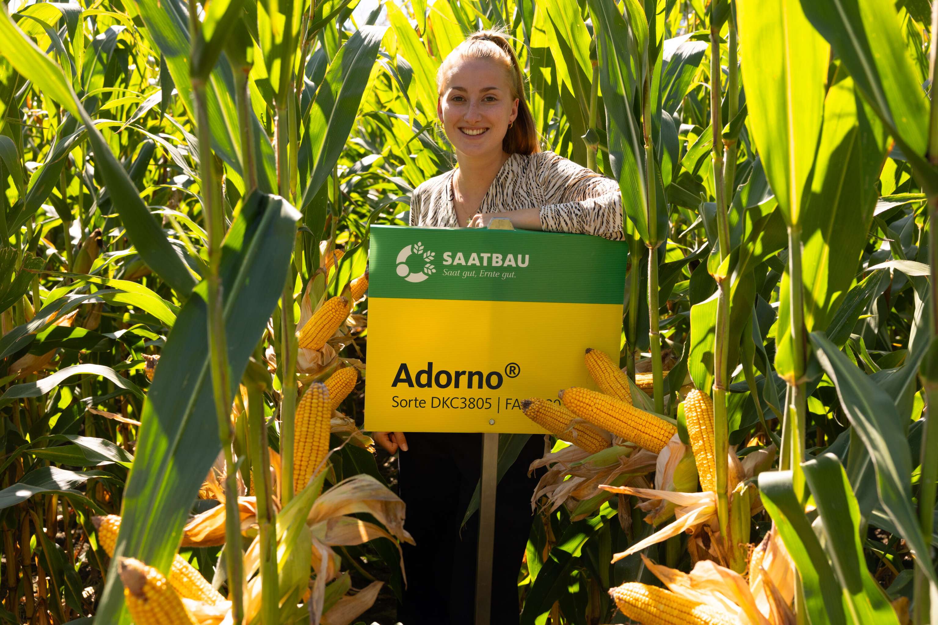 Enorme Ertragsleistung mit Adorno