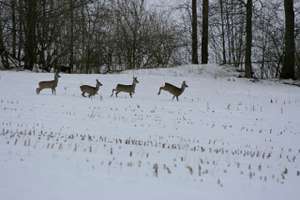 Auf der Flucht kommt es mitunter zu lebensbedrohlichen Erschöpfungszuständen bei den Wildtieren.