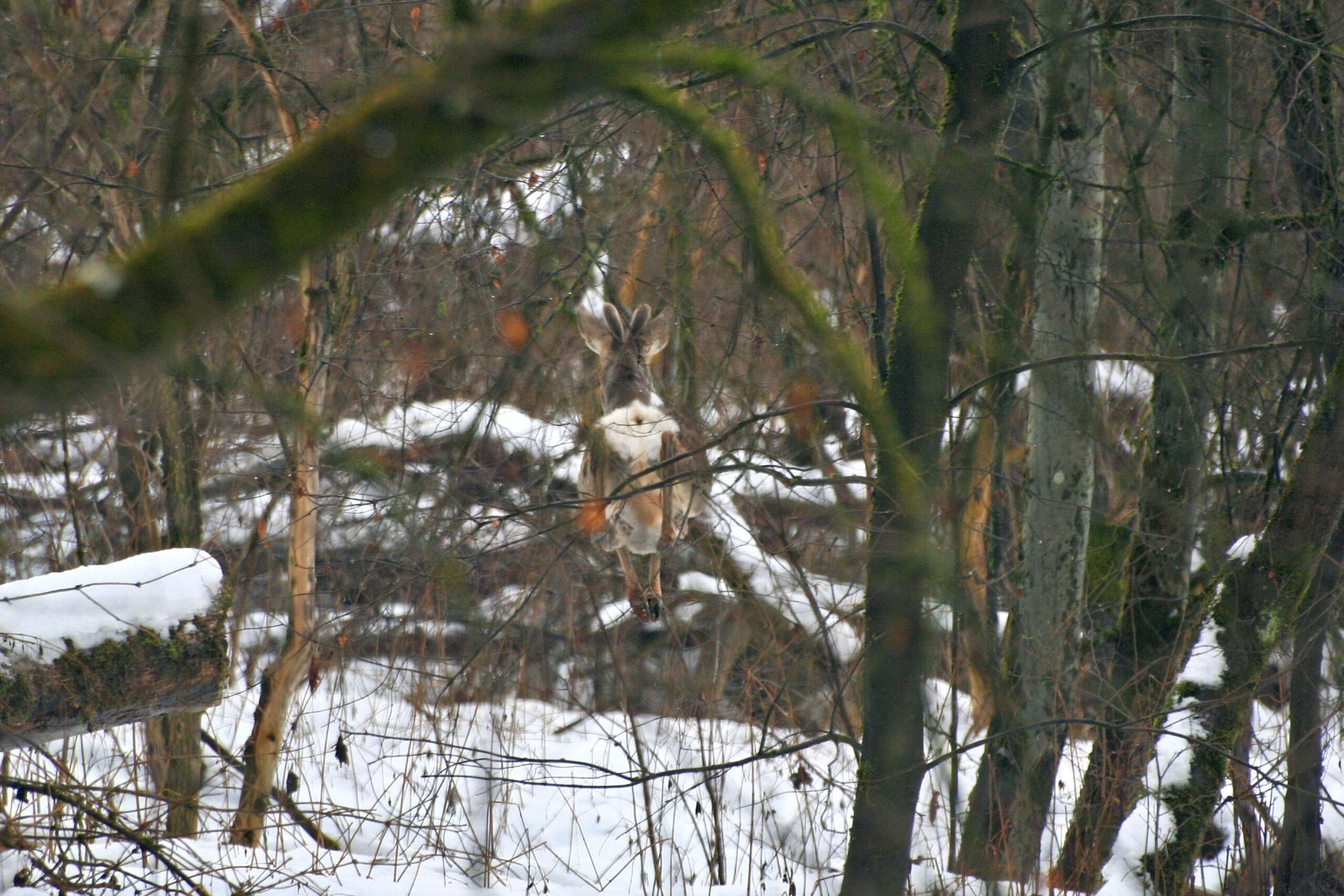 PA Rücksichtnahme Sichert Überleben Von Wildtieren Rehbock