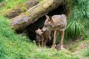 Wolfsfehe mit Welpen