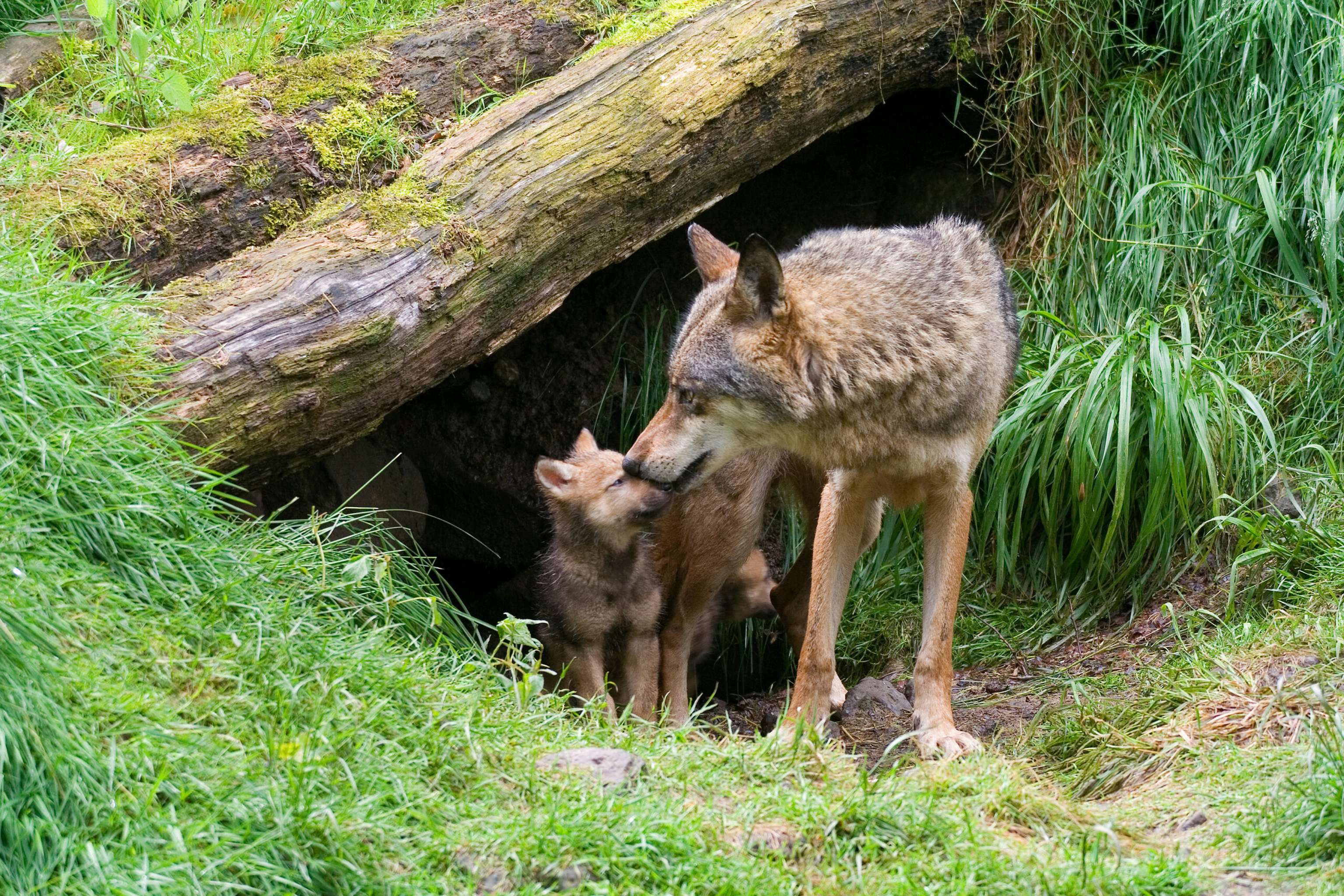 Wolfsfehe mit Welpen