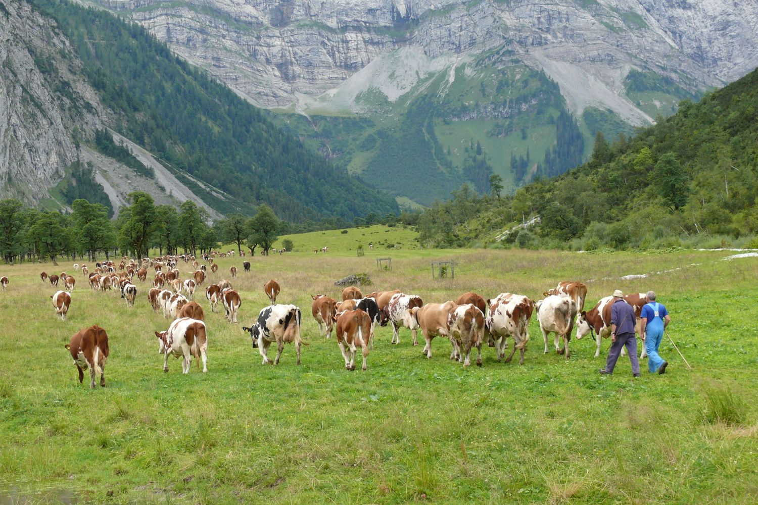 Hirtinnen und Hirten sorgen über Jahre oder gar Jahrzehnte hinweg im Sommer bestmöglich für die Tiere auf den Almen und erhalten somit die hohe Biodiversität sowie die Kulturlandschaft. FOTO: Caroline Schrader-adobe.stock.com