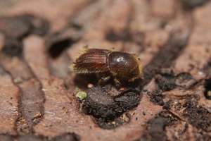 Spruce Bark Beetle On A Close Up Horizontal Picture. A Common European Insect Considered Pest In Spruce Forests.
