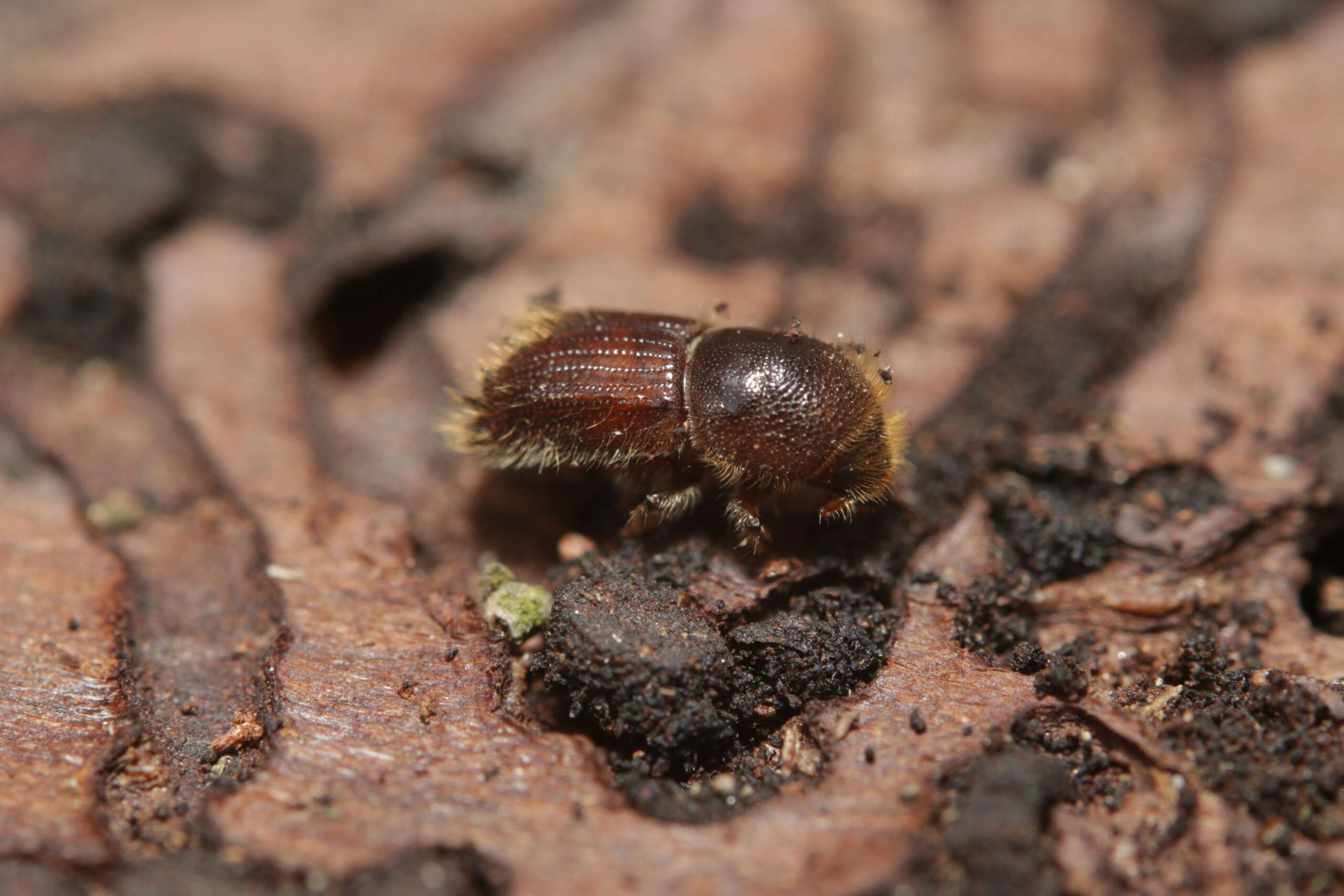 Spruce Bark Beetle On A Close Up Horizontal Picture. A Common European Insect Considered Pest In Spruce Forests.