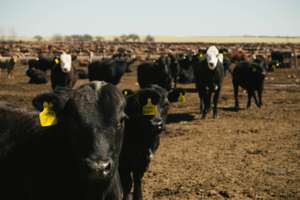 Vacas Hereford Comiendo En Feedlot En Campo Argentino