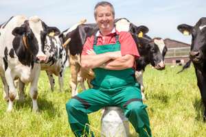 Farmer Sitting On The Milk Jug In Front Of His Cows