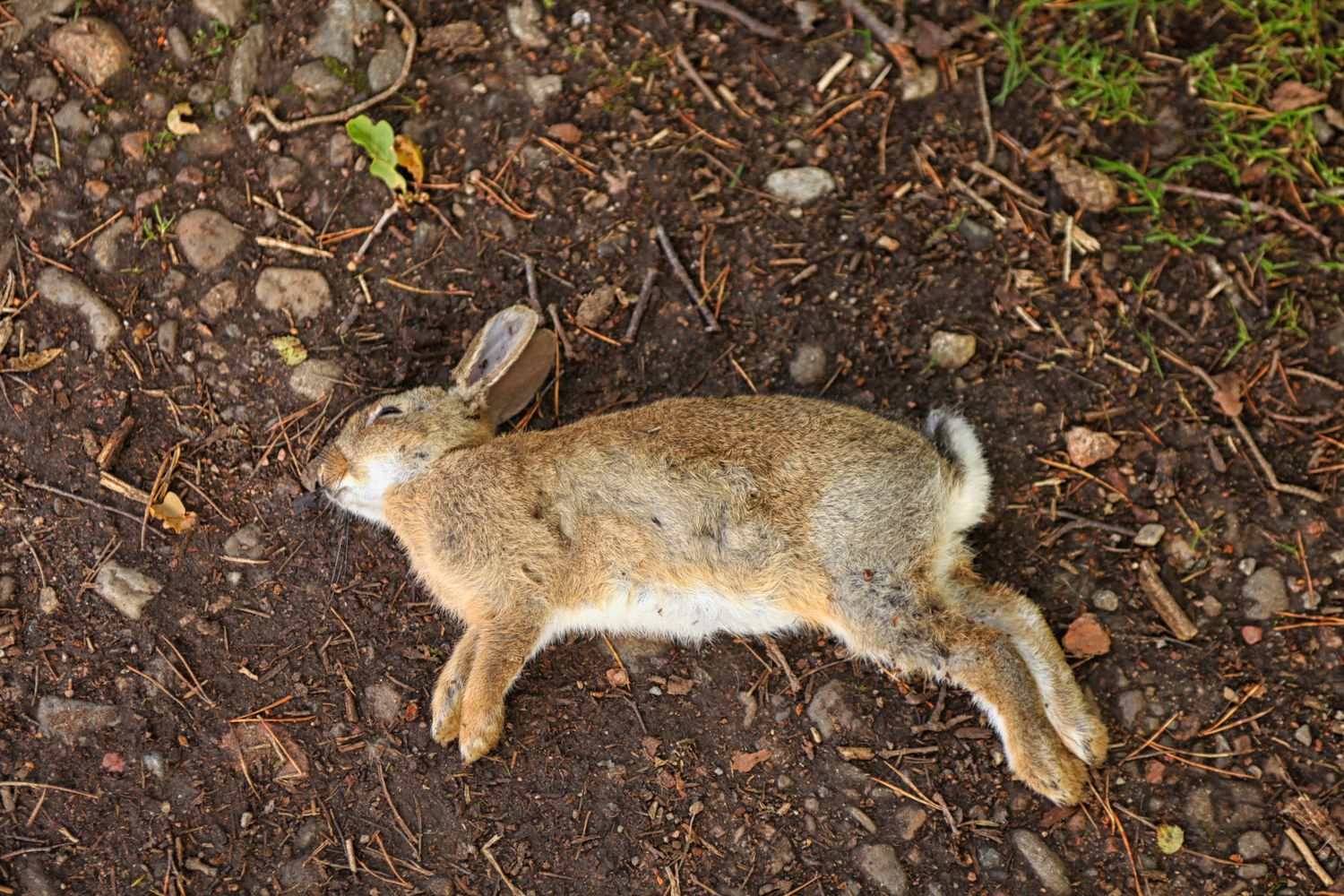 Hase