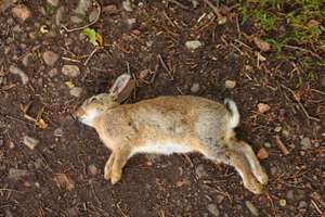 Hase