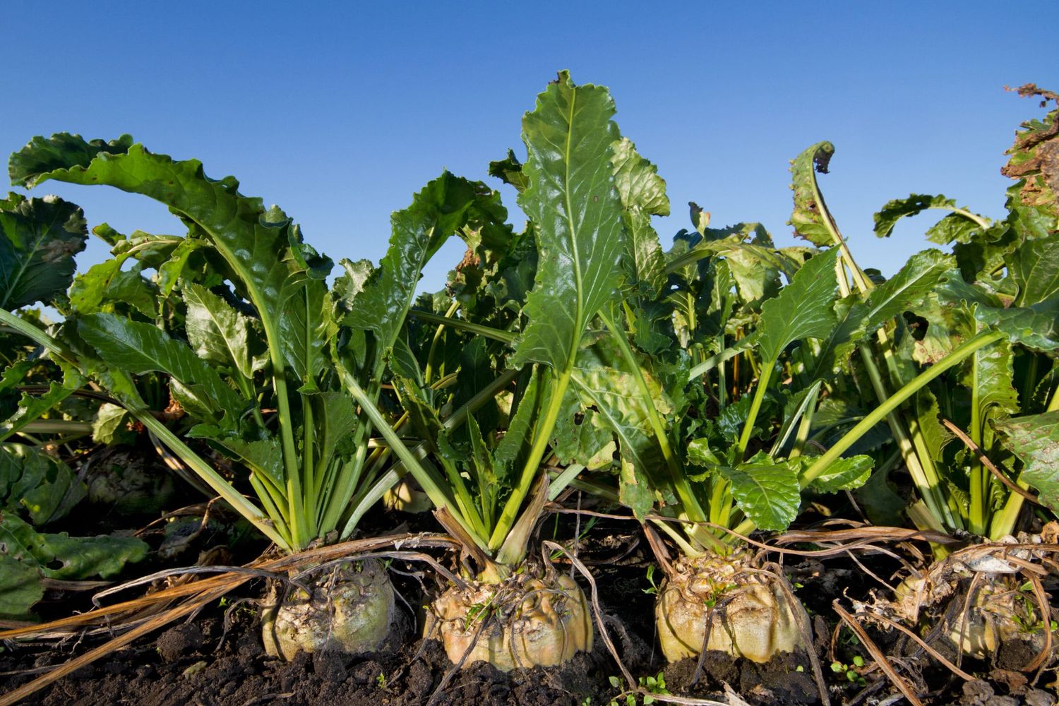 Close Up Of Sugar Beet, Growing On A Field Under A Blue Sky