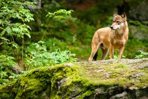 Wolf