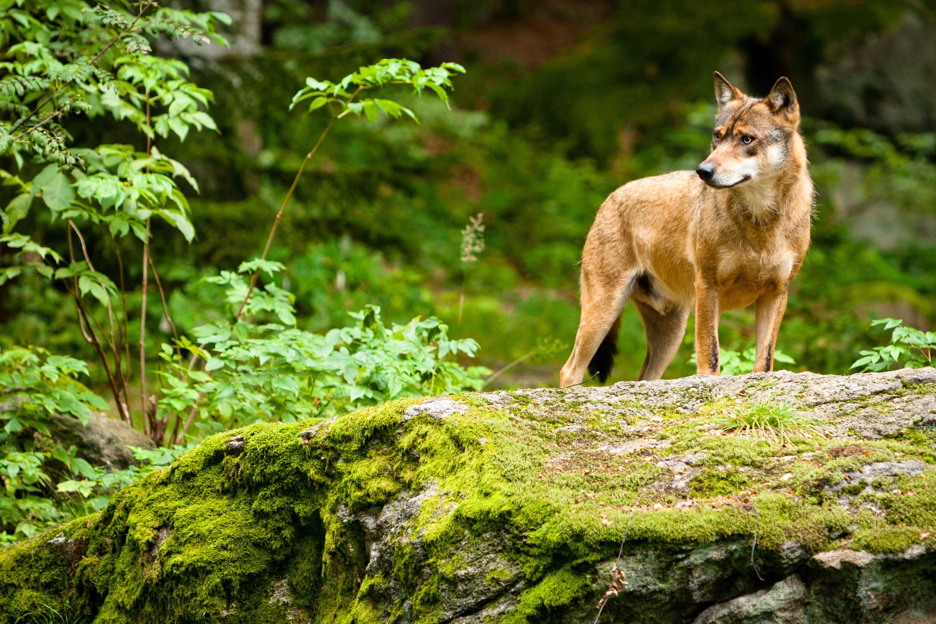Wolf
