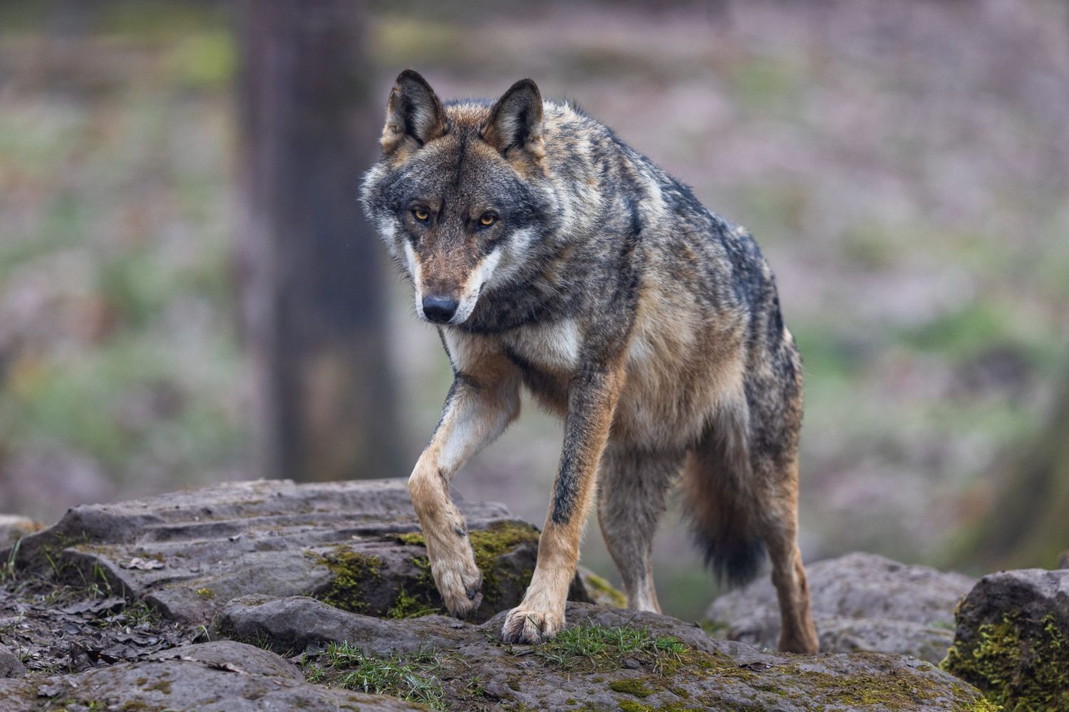 Wolf