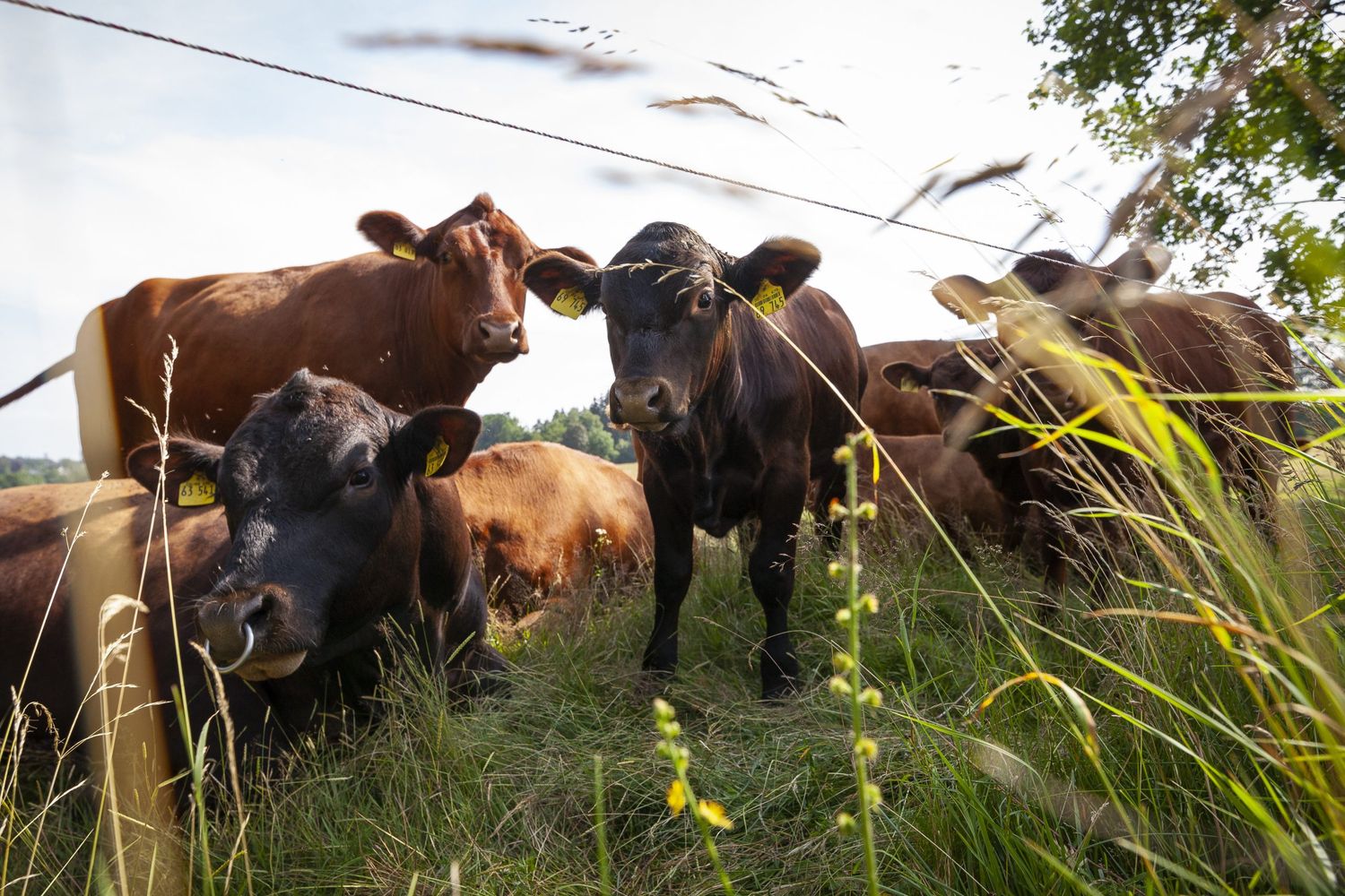 Lebensmittelsicherheit und Betriebserfolg sind von der Tiergesundheit abhängig.