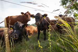 Lebensmittelsicherheit und Betriebserfolg sind von der Tiergesundheit abhängig.