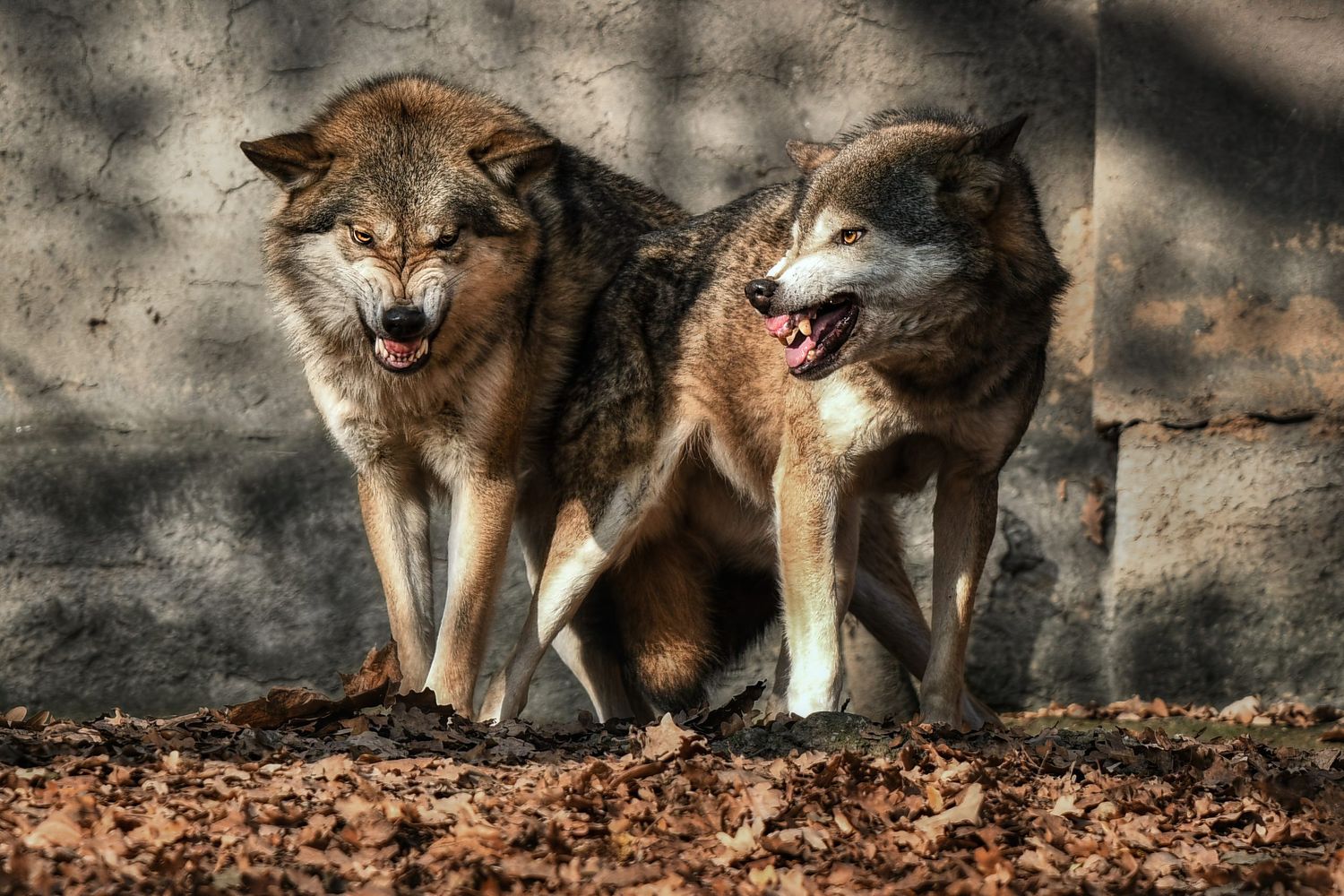 Two Wolves (Canis Lupus) Near The Wall In The Leaves Bared Their