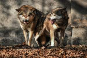 Two Wolves (Canis Lupus) Near The Wall In The Leaves Bared Their