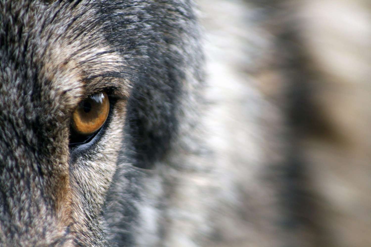 Wolf 1352242