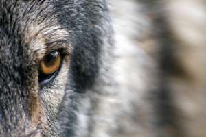 Wolf 1352242