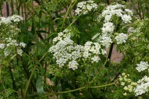 Conium Maculatum Blütenstand