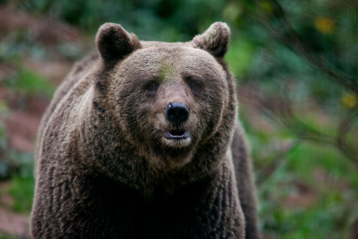 Braunbär
