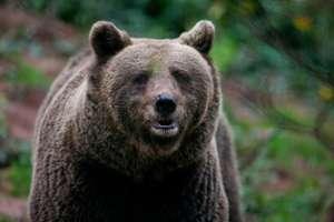 Braunbär