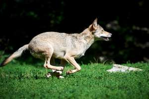 Wolf