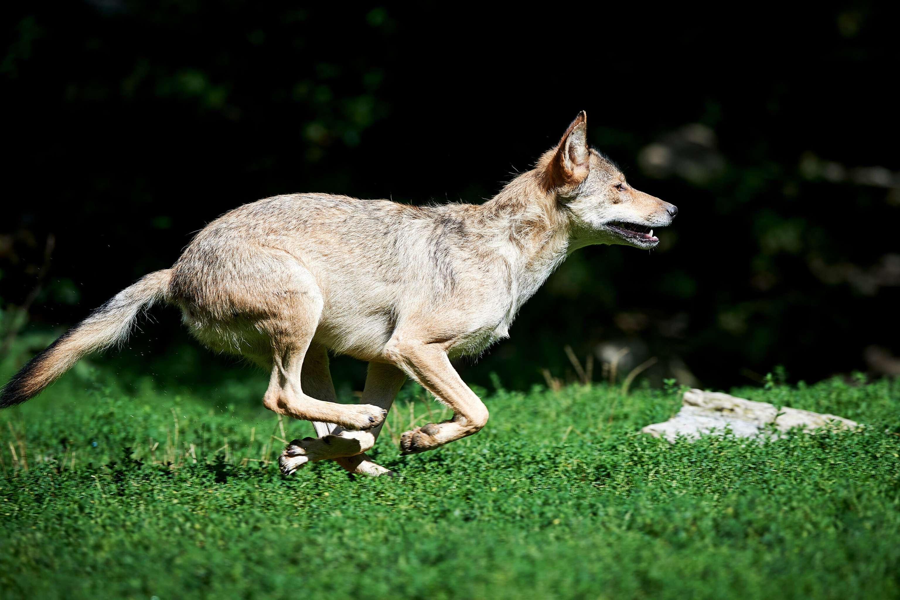 Wolf