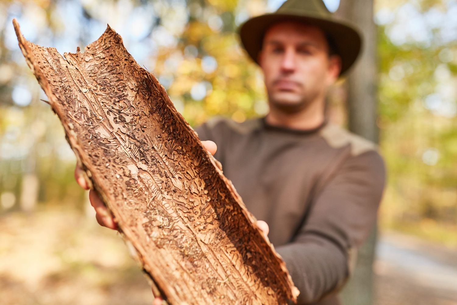 Wälder sollten jetzt unbedingt auf einen Borkenkäferbefall kontrolliert werden.