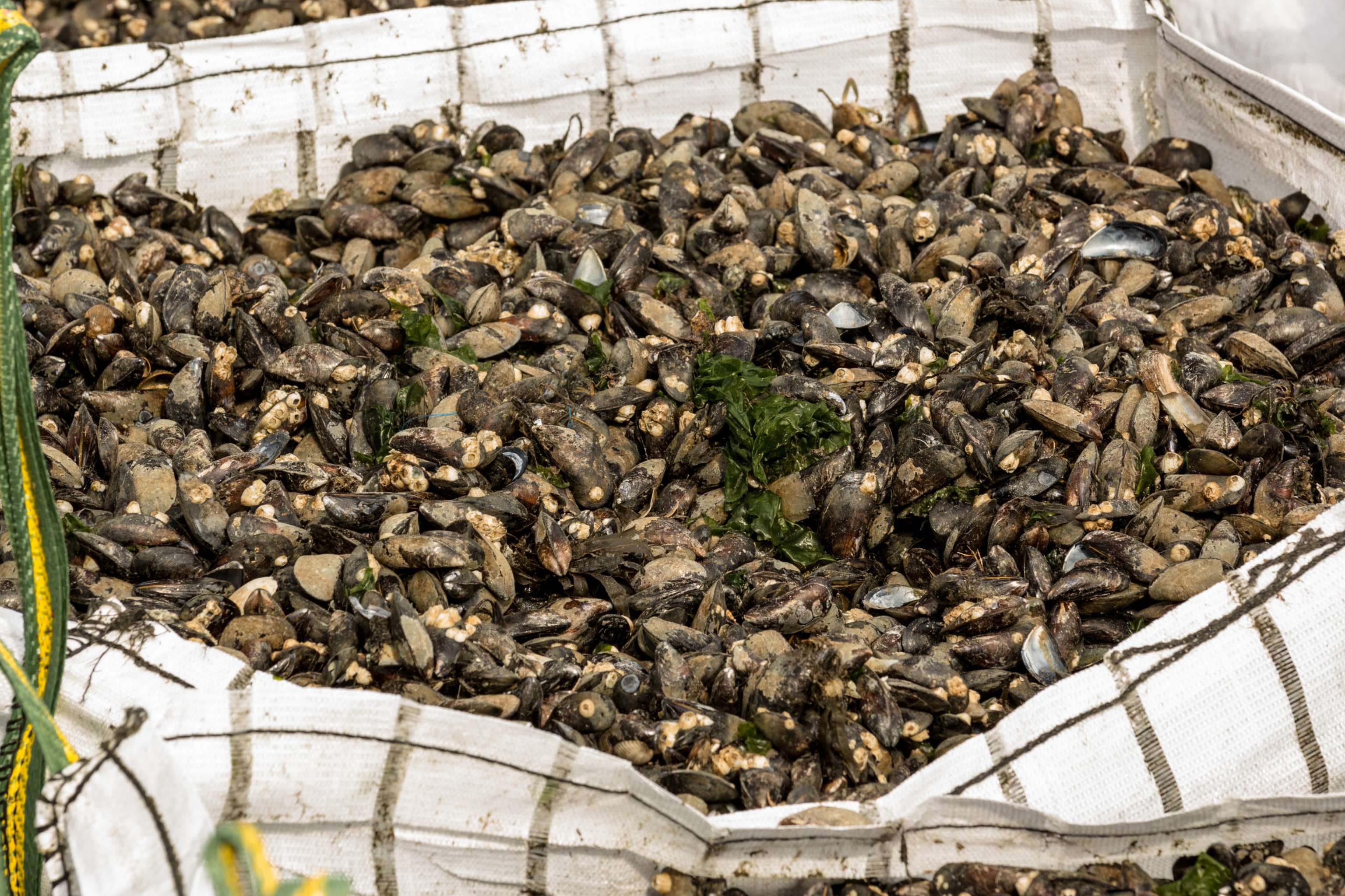 Muscheln Fangfrisch