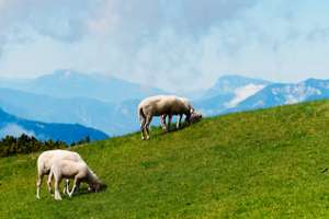 Schafe auf der Alm