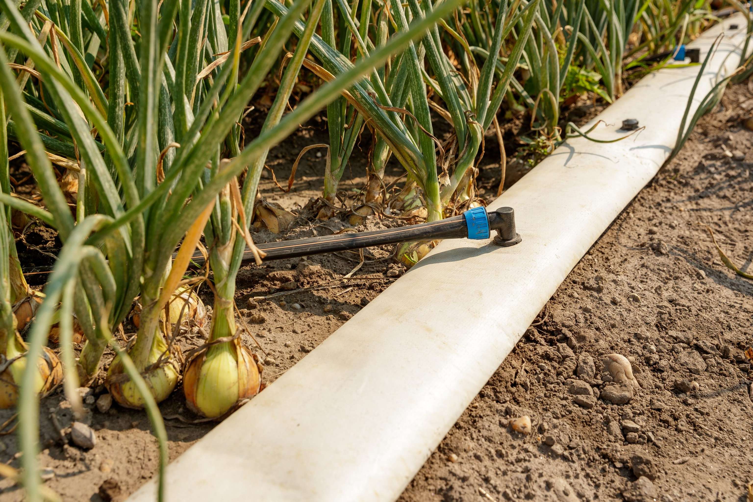 Künstliche Bewässerung