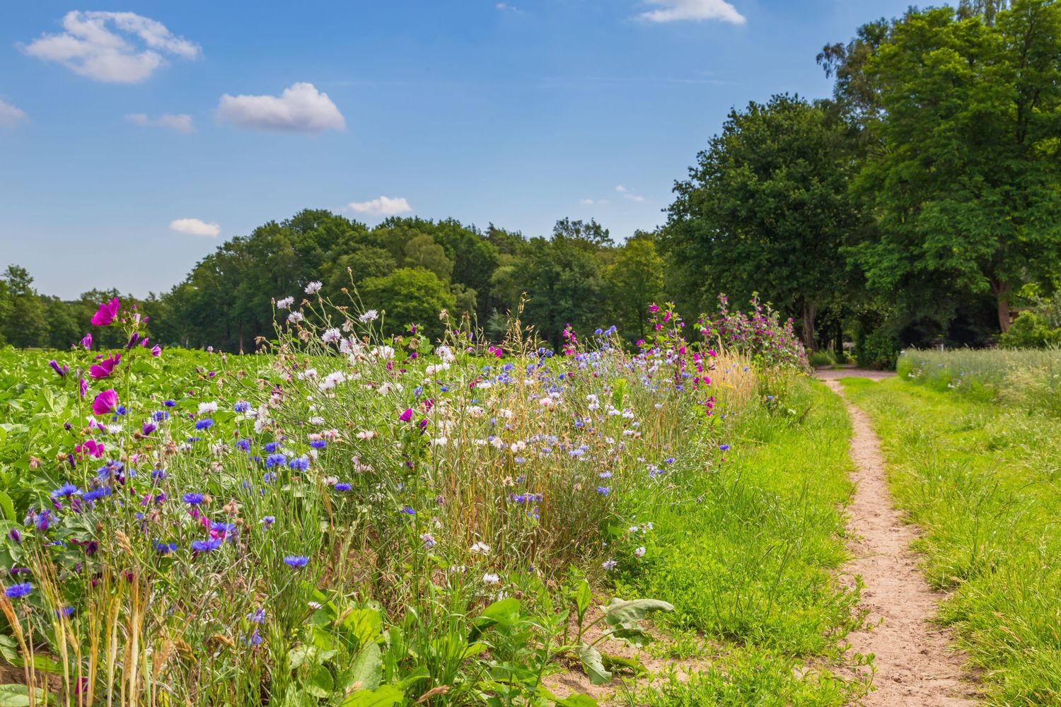 Nature Inclusive Agriculture In The Netherlands