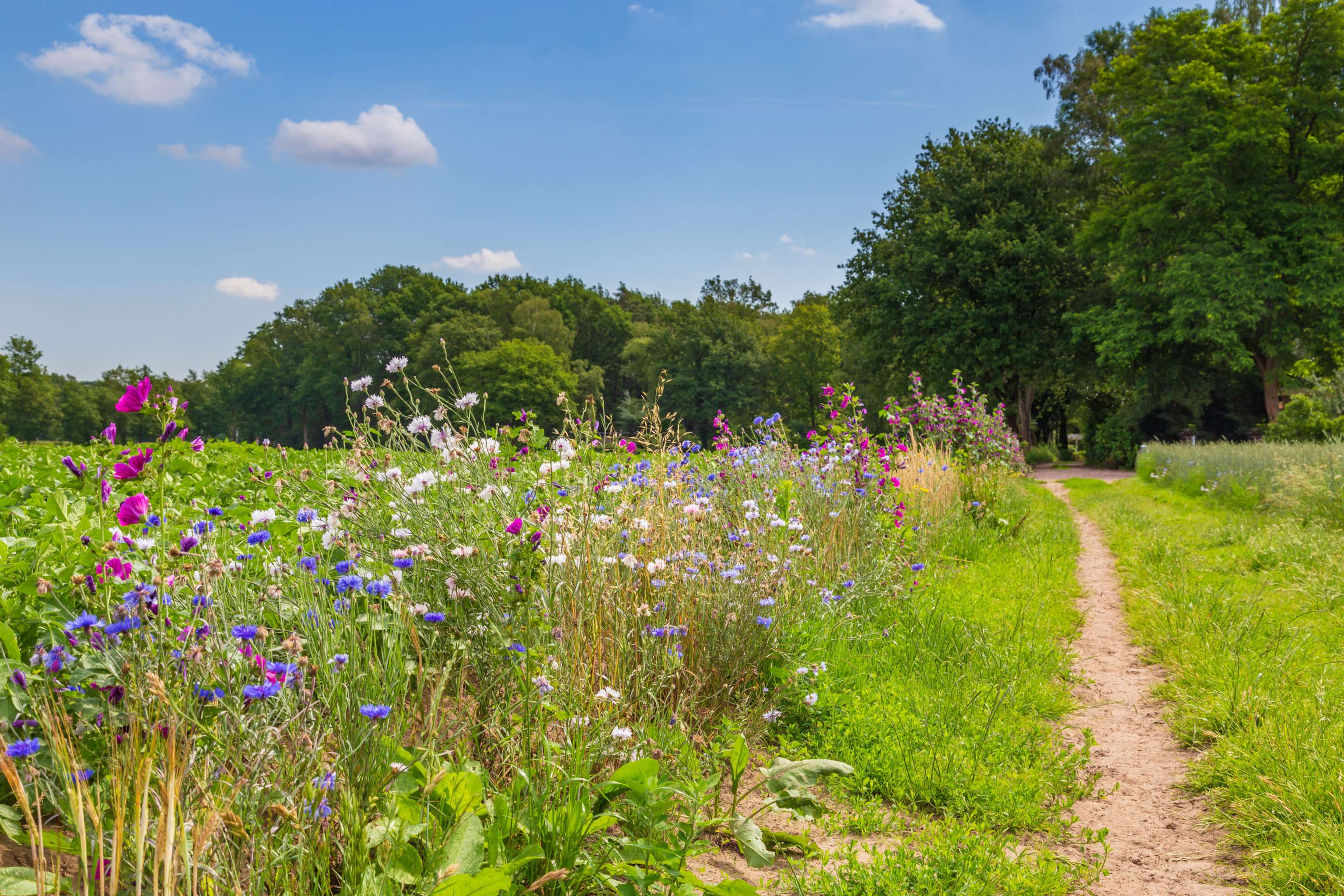 Nature Inclusive Agriculture In The Netherlands