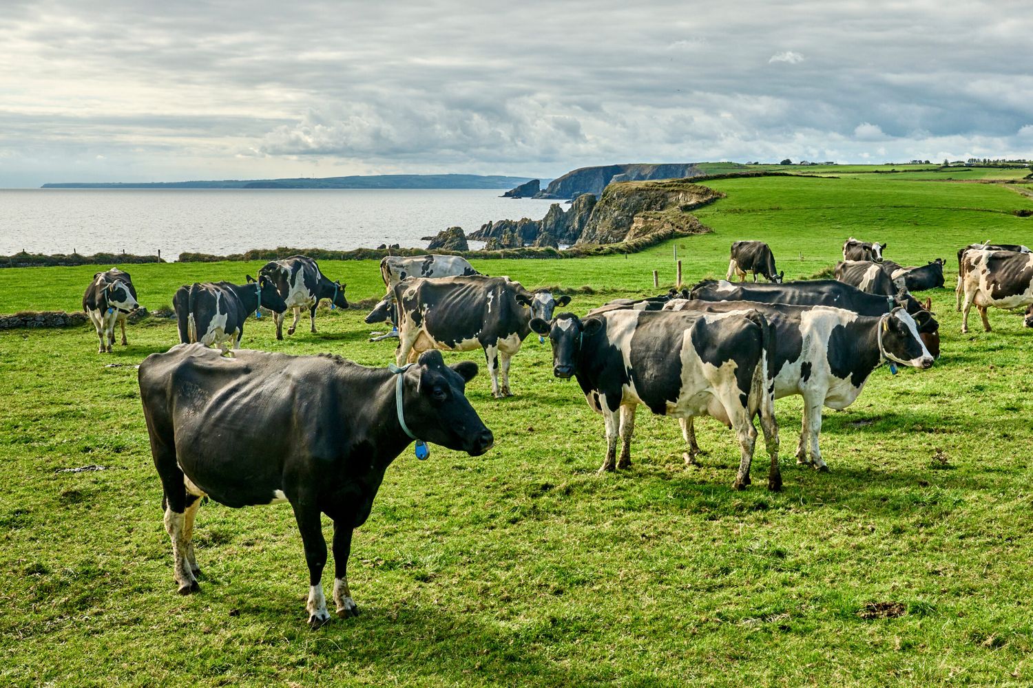 Herde auf der Weide, Irland