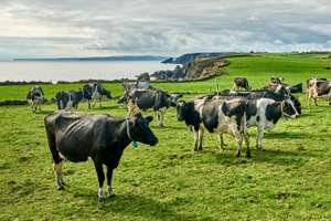 Herde auf der Weide, Irland