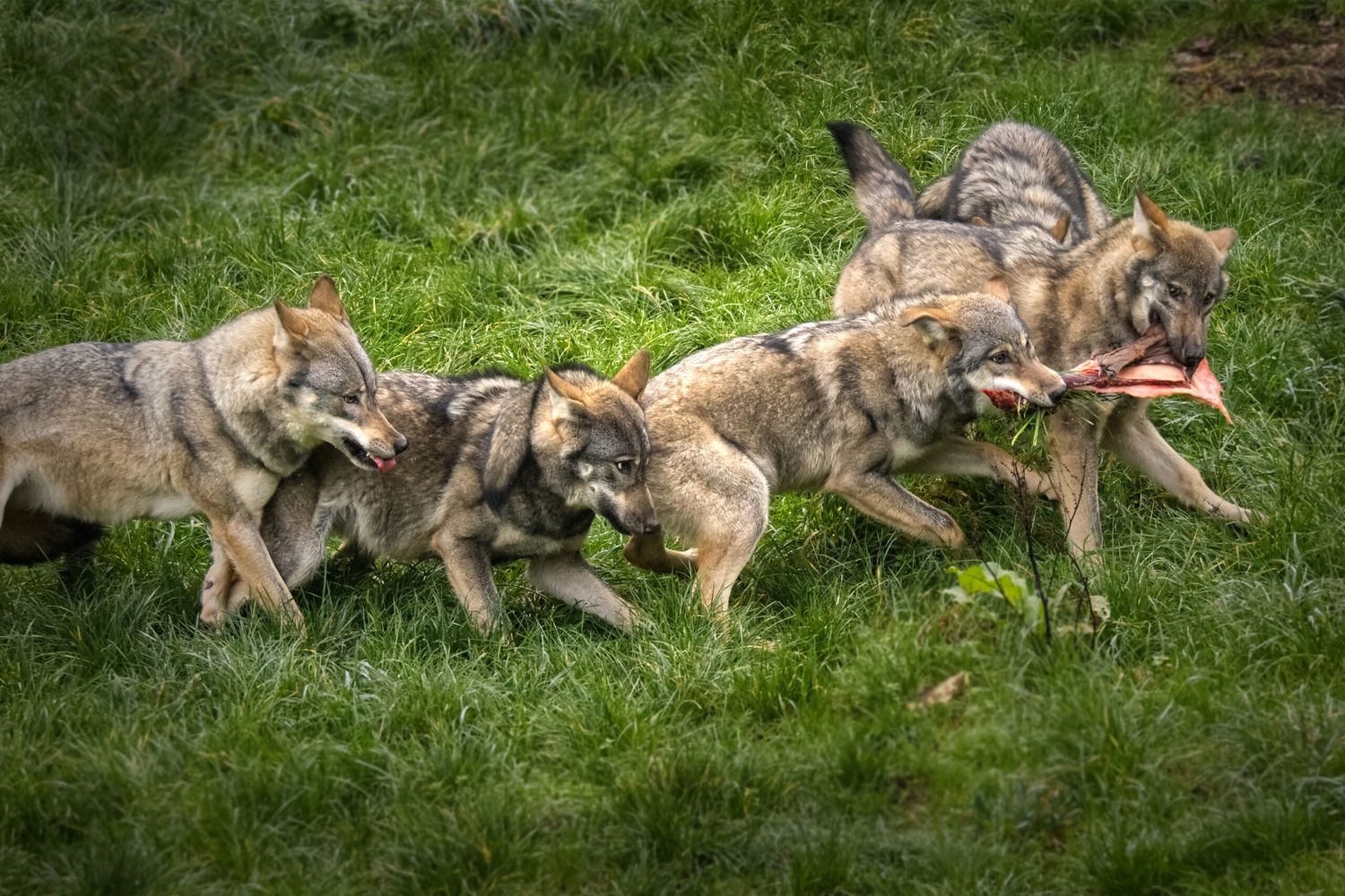 Wolfsrudel