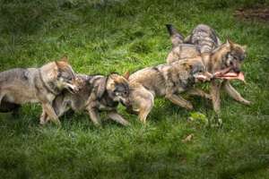 Wolfsrudel
