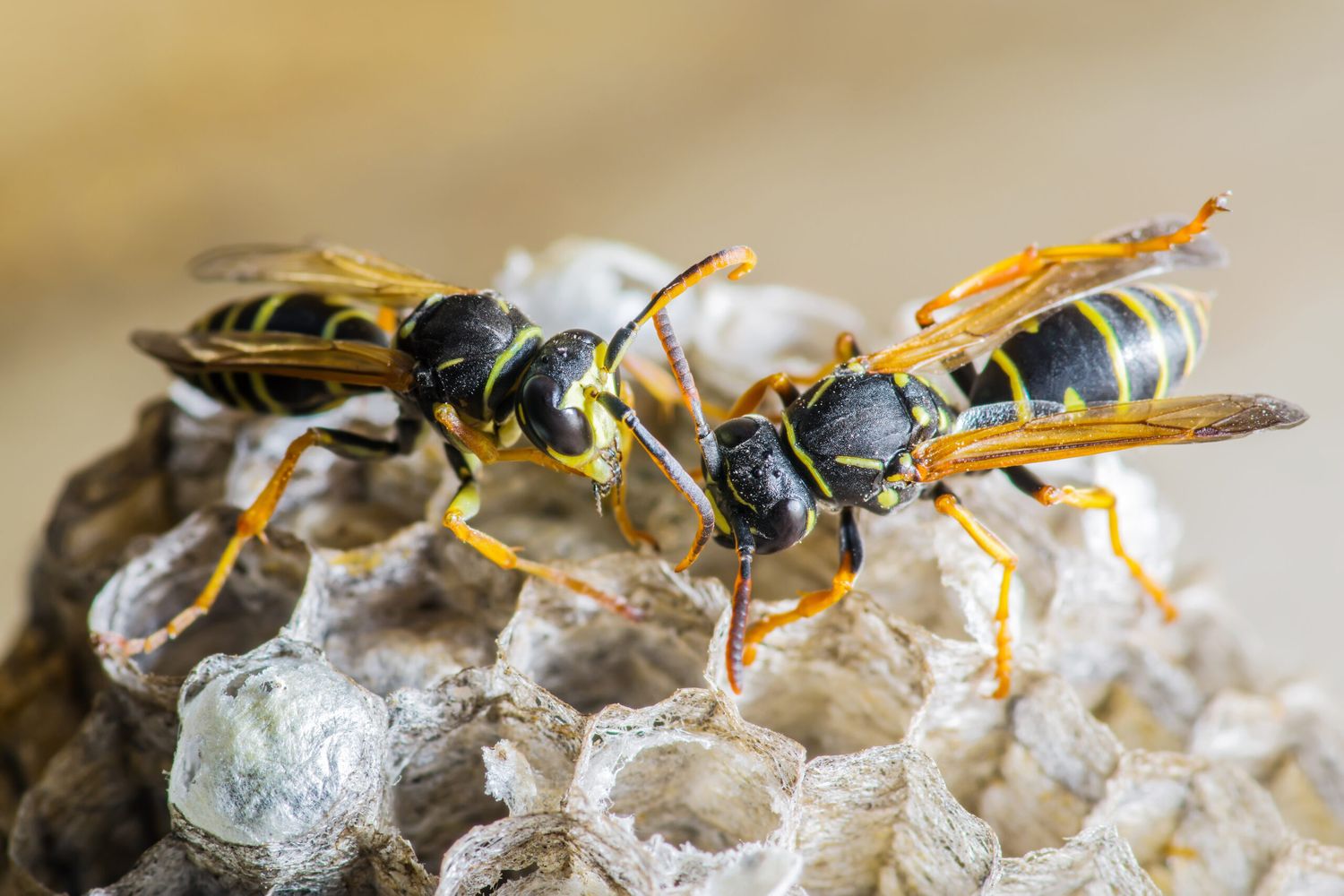Two Wasps On Nest