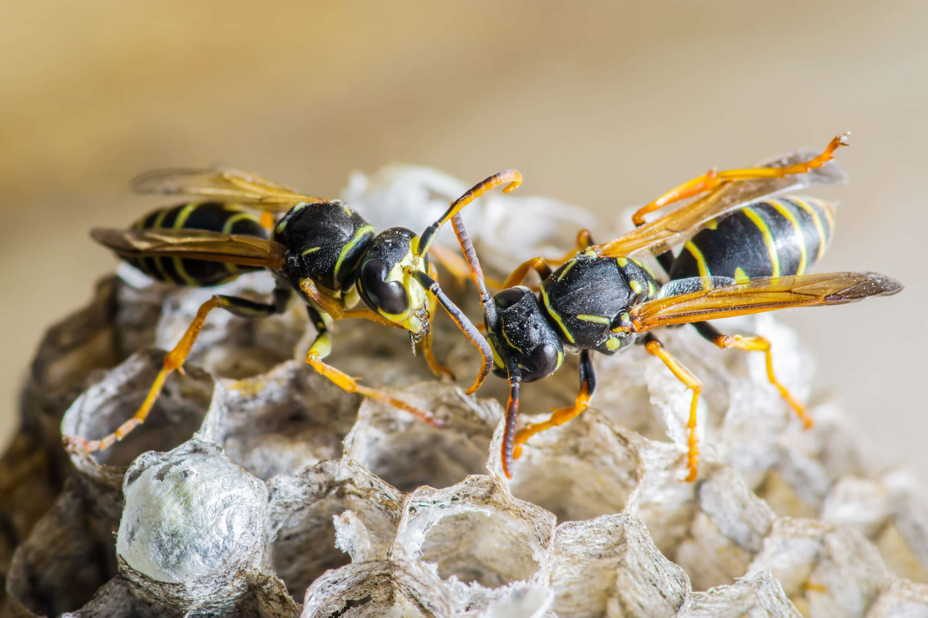 Two Wasps On Nest